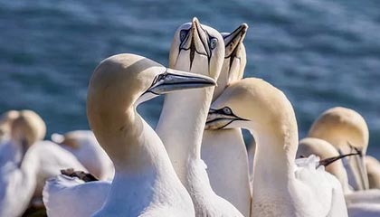 凯发娱乐一触即发-意大利女足挑战成功，晋级半决赛