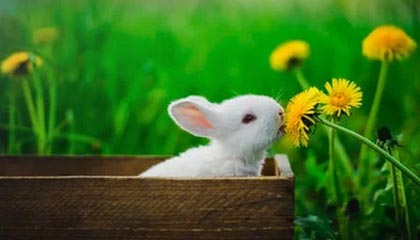 凯发娱乐体育-乌迪内斯球员表现极佳，球队豪取连胜